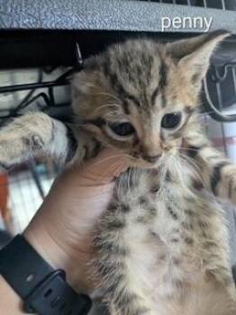 Domestic Short Hair and Tabby Cats Available for Adoption in Ruskin, Florida - Penny | PetCurious
