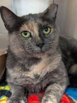 Cuddlebug -  Domestic Short Hair Cat for Adoption in Cranbrook, British Columbia - Cuddlebug | PetCurious