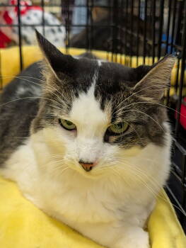 Rescue Domestic Medium Hair Cats for Adoption in Pompano Beach, Florida - Mary 2025 | PetCurious