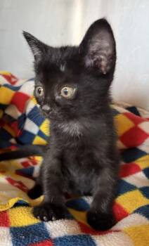 Trudy -  Domestic Short Hair Cat for Adoption in Challis, Idaho - Trudy | PetCurious