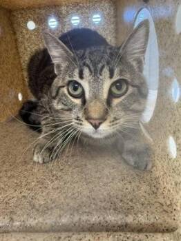 Domestic Short Hair Cats Available for Adoption in Lafayette, Indiana - Aster | PetCurious