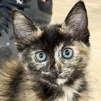 Yeardley Silverman -  Domestic Short Hair Cat for Adoption in Eagle Mountain, Utah - Yeardley Silverman | PetCurious