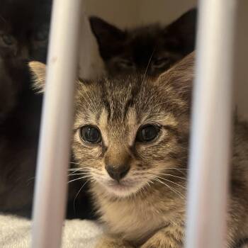 Godiva -  Domestic Short Hair Cat for Adoption in San Antonio, Texas - Godiva | PetCurious
