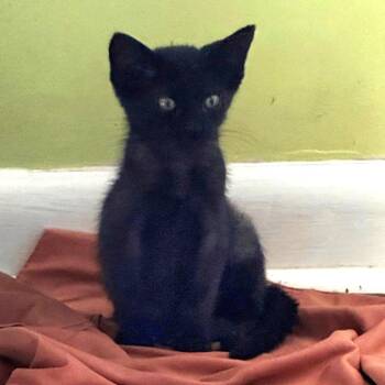 Lightning -  Domestic Short Hair Cat for Adoption in Brownsboro, Alabama - Lightning | PetCurious