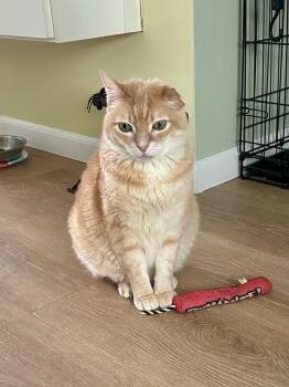 Rescue Domestic Short Hair Cats for Adoption in Gardena, California - Samuel L J Cat | PetCurious