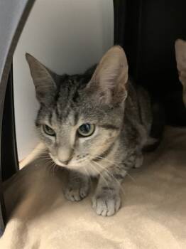 Rescue Domestic Short Hair Cats for Adoption in Ontario, California - MIMI | PetCurious