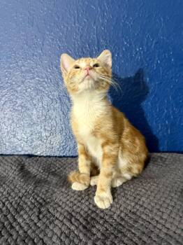 Archie -  Tabby and American Shorthair Cat for Adoption in Mission Viejo, California - Archie | PetCurious