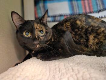 Firefly -  Domestic Short Hair Cat for Adoption in Fort Collins, Colorado - Firefly | PetCurious