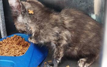 Rescue Domestic Short Hair Cats for Adoption in Mocksville, North Carolina - Spicy 1(Chipotle) | PetCurious