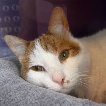 Domestic Short Hair Cats Available for Adoption in Pontiac, Michigan - Woody | PetCurious