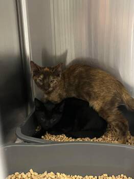 Charlie -  Domestic Short Hair Cat for Adoption in Burgaw, North Carolina - Charlie | PetCurious