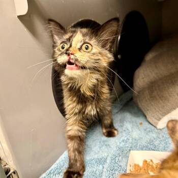 Domestic Short Hair Cats Available for Adoption in Leesburg, Virginia - RAIN | PetCurious