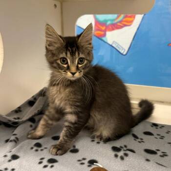 Kelce -  Domestic Short Hair Cat for Adoption in Cheyenne, Wyoming - Kelce | PetCurious