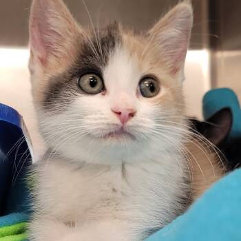 Cali -  Domestic Short Hair Cat for Adoption in Nashville, Indiana - Cali | PetCurious