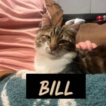 Rescue Domestic Medium Hair Cats for Adoption in Monroeville, Pennsylvania - Bill | PetCurious