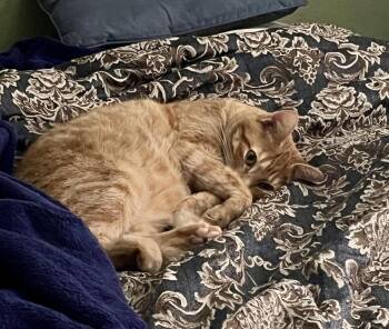 Domestic Short Hair and Tabby Cats Available for Adoption in Chandler, Arizona - Chester Chestnut | PetCurious
