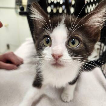 Ms Kermit -  Domestic Short Hair Cat for Adoption in Oshkosh, Wisconsin - Ms Kermit | PetCurious