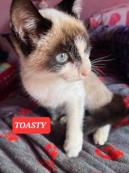 Rescue Siamese and Tabby Cats for Adoption in Elgin, South Carolina - TOASTY | PetCurious