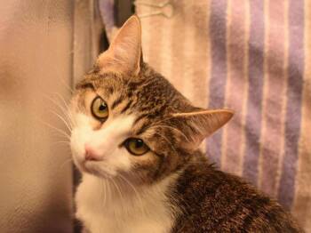 Domestic Short Hair Cats Available for Adoption in Portland, Oregon - Penelope | PetCurious