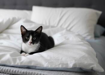 Sunlight -  Domestic Short Hair Cat for Adoption in Town 