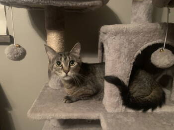 Rescue Tabby Cats for Adoption in Fenton, Missouri - Maggie | PetCurious