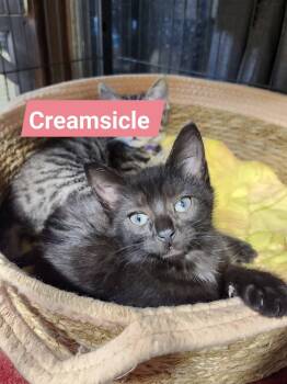 Domestic Short Hair Cats Available for Adoption in Cosby, Tennessee - Creamsicle | PetCurious