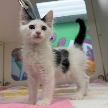 Dipstick -  Domestic Short Hair Cat for Adoption in Cheyenne, Wyoming - Dipstick | PetCurious