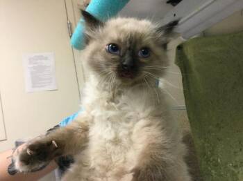 PICANTE -  Domestic Medium Hair Cat for Adoption in Riverside, California - PICANTE | PetCurious