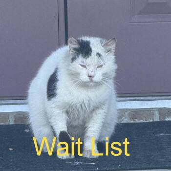 Sruffy -  Domestic Short Hair Cat for Adoption in Livingston, Texas - Sruffy | PetCurious