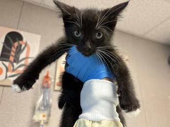 SABRINA -  Domestic Short Hair Cat for Adoption in Kent, Washington - SABRINA | PetCurious