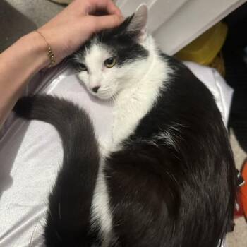 Ham -  Domestic Short Hair Cat for Adoption in Brea, California - Ham | PetCurious