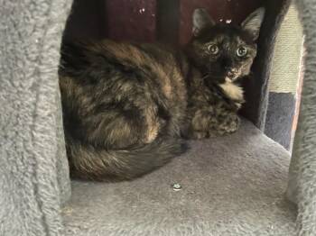 Rescue Domestic Short Hair Cats for Adoption in Rochester, Washington - Honey The Tortie | PetCurious