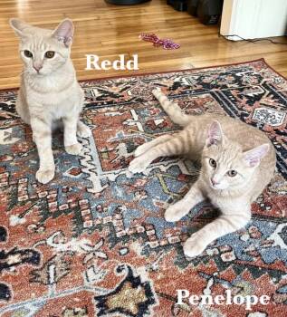 Penelope & Redd -  Domestic Short Hair Cat for Adoption in Buffalo, New York - Penelope & Redd | PetCurious