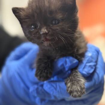 Rescue Domestic Medium Hair Cats for Adoption in Flagstaff, Arizona - Rook W/ Pawn- Fearless Social Butterfly! Good With Dogs, Cats, A | PetCurious