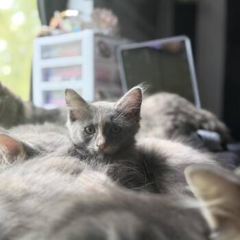 Atlas -  Domestic Long Hair Cat for Adoption in San Antonio, Texas - Atlas | PetCurious