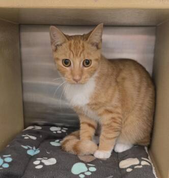 French Fry -  Domestic Short Hair Cat for Adoption in Ruskin, Florida - French Fry | PetCurious