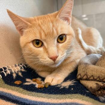 Sweet Potato -  Domestic Short Hair Cat for Adoption in Gloucester, Virginia - Sweet Potato | PetCurious