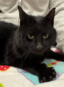 Domestic Short Hair Cats Available for Adoption - FIGURE SKATER | PetCurious