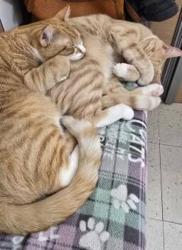 Domestic Short Hair Cats Available for Adoption in Salem, New Hampshire - Barley And Hopps | PetCurious