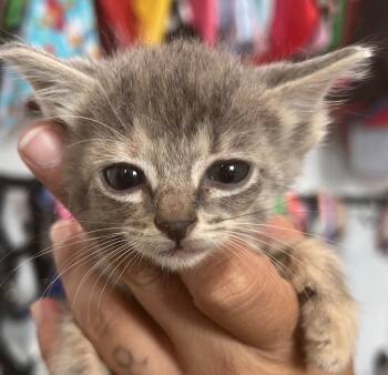 Rescue Domestic Short Hair Cats for Adoption in Labelle, Florida - Tackle | PetCurious