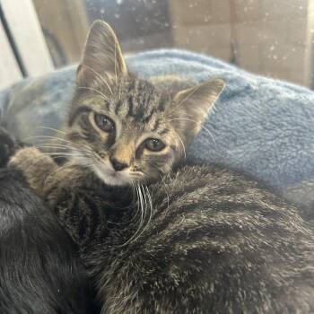 Lola -  Domestic Medium Hair Cat for Adoption in West Point, Mississippi - Lola | PetCurious