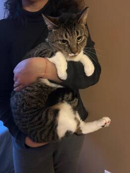 Buttercup -  Domestic Short Hair Cat Available for Adoption in New York, New York - Buttercup | PetCurious