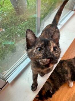 Lemonade -  Tortoiseshell Cat for Adoption in Columbia, South Carolina - Lemonade | PetCurious