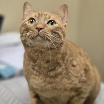 Domestic Short Hair Cats Available for Adoption - Honey | PetCurious