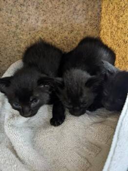 Balloons -  Domestic Short Hair Cat for Adoption in Daytona Beach, Florida - Balloons | PetCurious
