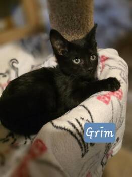 Domestic Short Hair Cats Available for Adoption in Metamora, Illinois - Grim | PetCurious