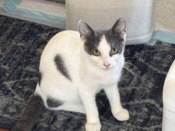 Rescue Domestic Short Hair Cats for Adoption in Sierra Vista, Arizona - Jimmy | PetCurious