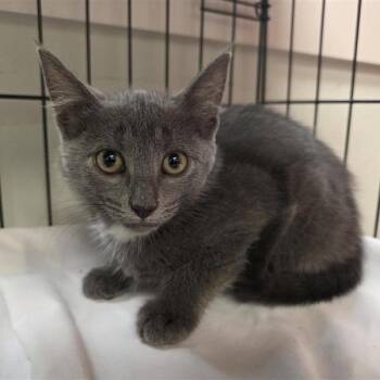 Sweet Lightning -  American Shorthair Cat for Adoption in Freeport, Florida - Sweet Lightning | PetCurious
