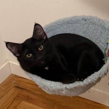 French Fry -  Domestic Medium Hair Cat for Adoption in Sacramento, California - French Fry | PetCurious