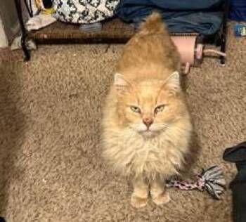 Domestic Long Hair Cats Available for Adoption in Evergreen, Colorado - Fat Cat | PetCurious